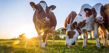 vache sur un champ