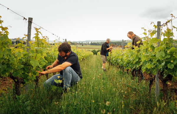 vignerons sur champ