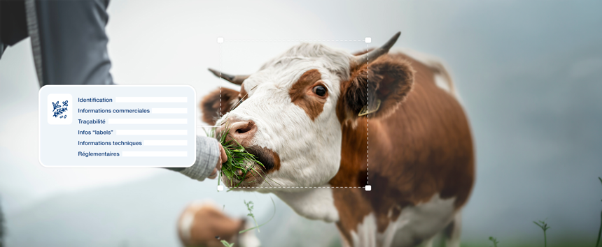 apercu lancement bovalim