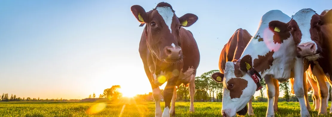 banner lancement bovalim