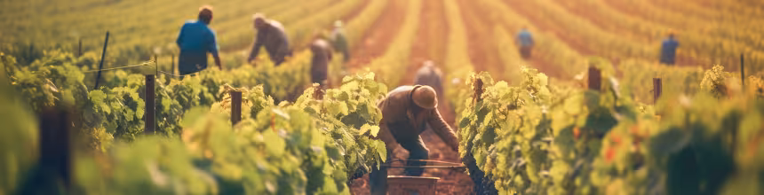 webinar vins et spiritueux