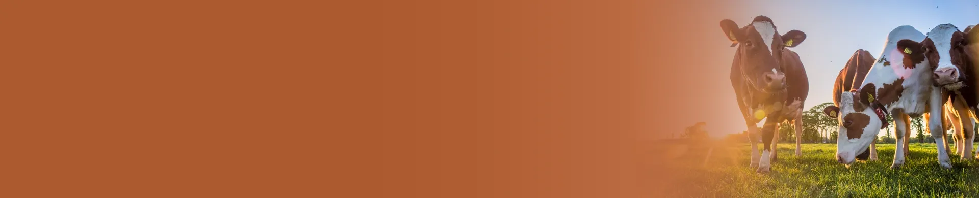 content banner bovalim