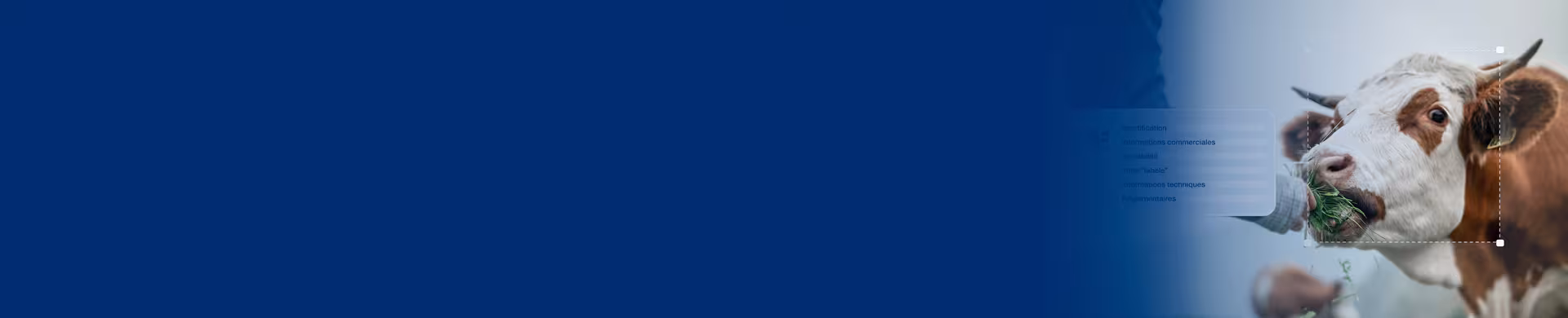 feature banner bovalim lancement