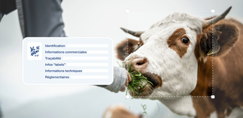 apercu lancement bovalim