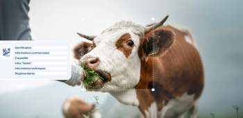 apercu lancement bovalim